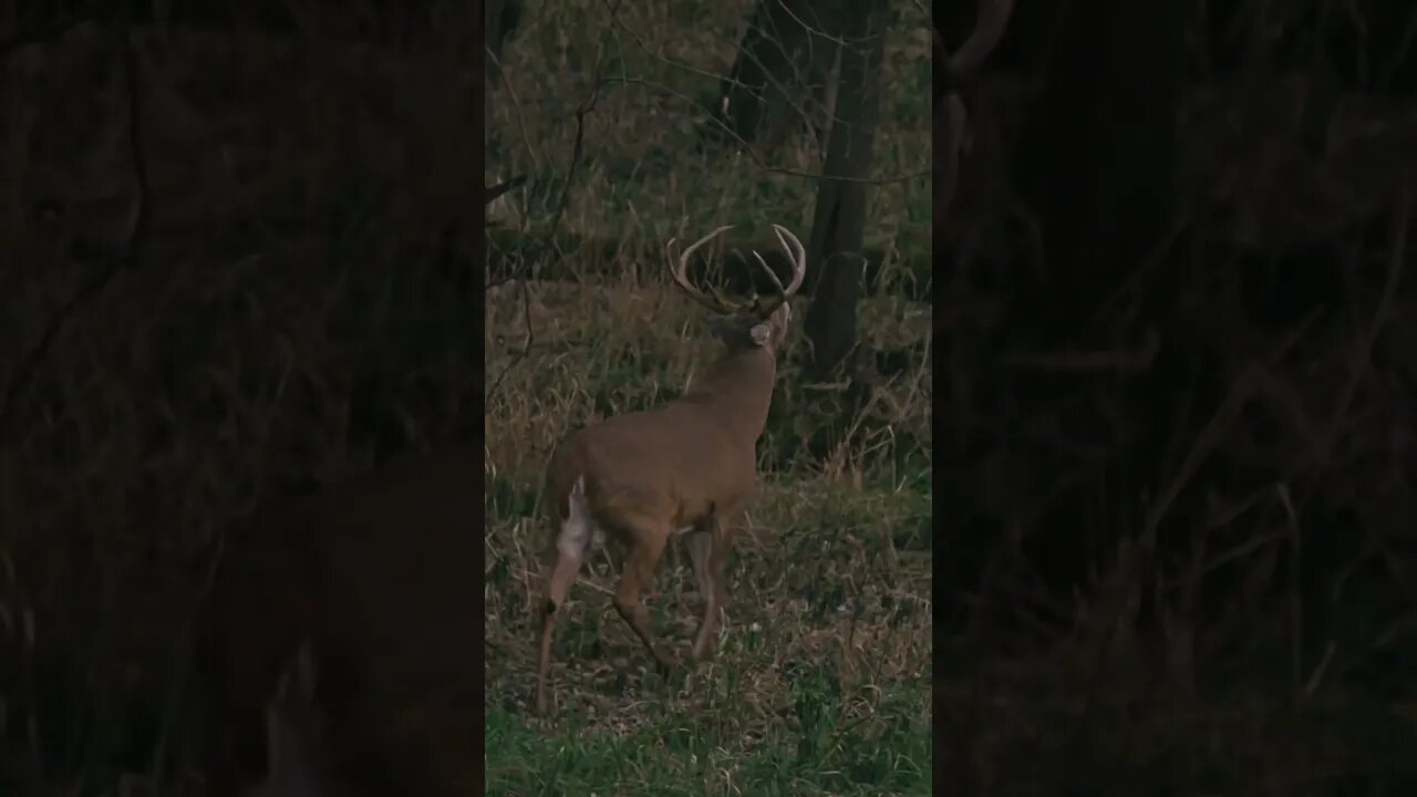 Iowa Public Land Buck (New Episode Tomorrow)