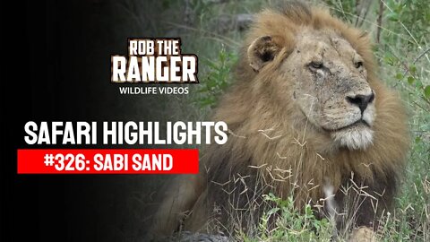 Safari Highlights #326: 23 - 25 February 2015 | Sabi Sand Nature Reserve | Latest Wildlife Sightings