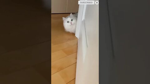 cute cat videos 😹 funny videos 😂