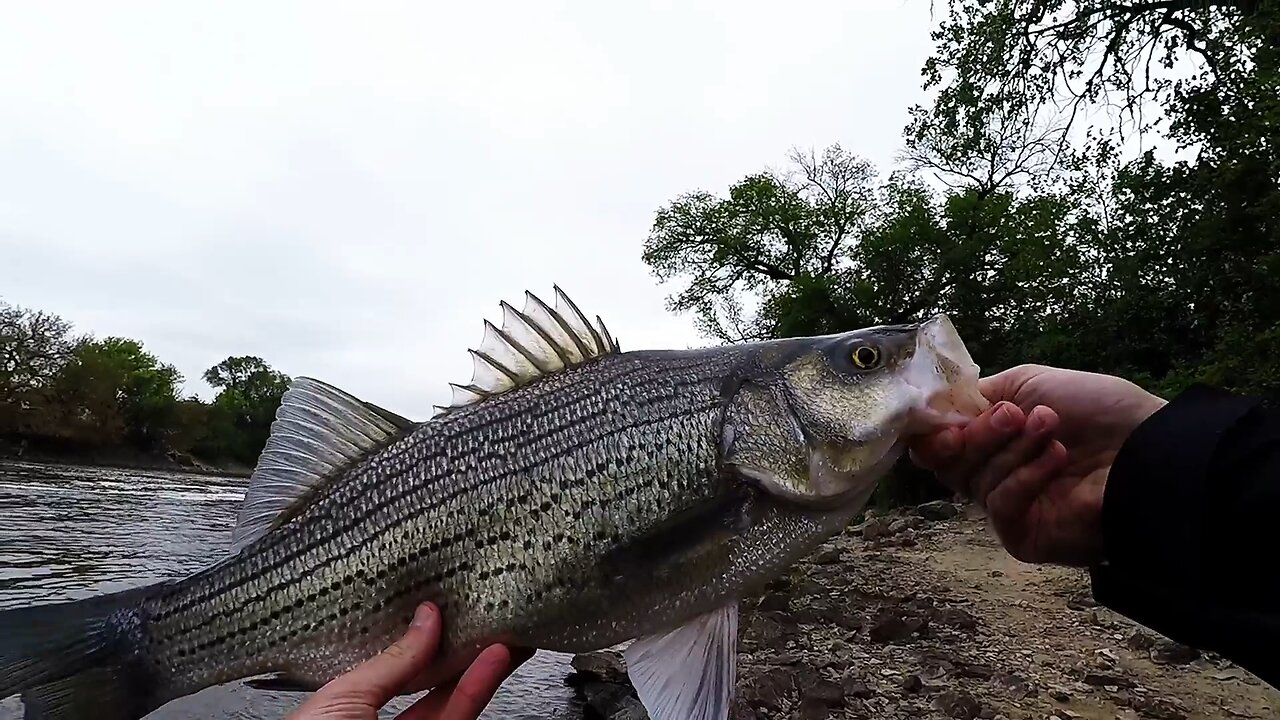 River Fishing | Reed Runner Spinnerbait