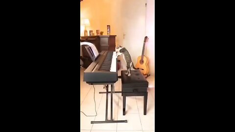 Pianist Cat :)