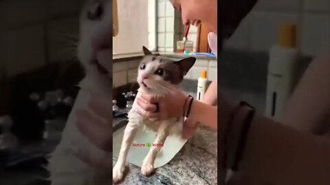 ये बिल्ली क्यों चिल्ला रही है🤣Why is this cat screaming🙀