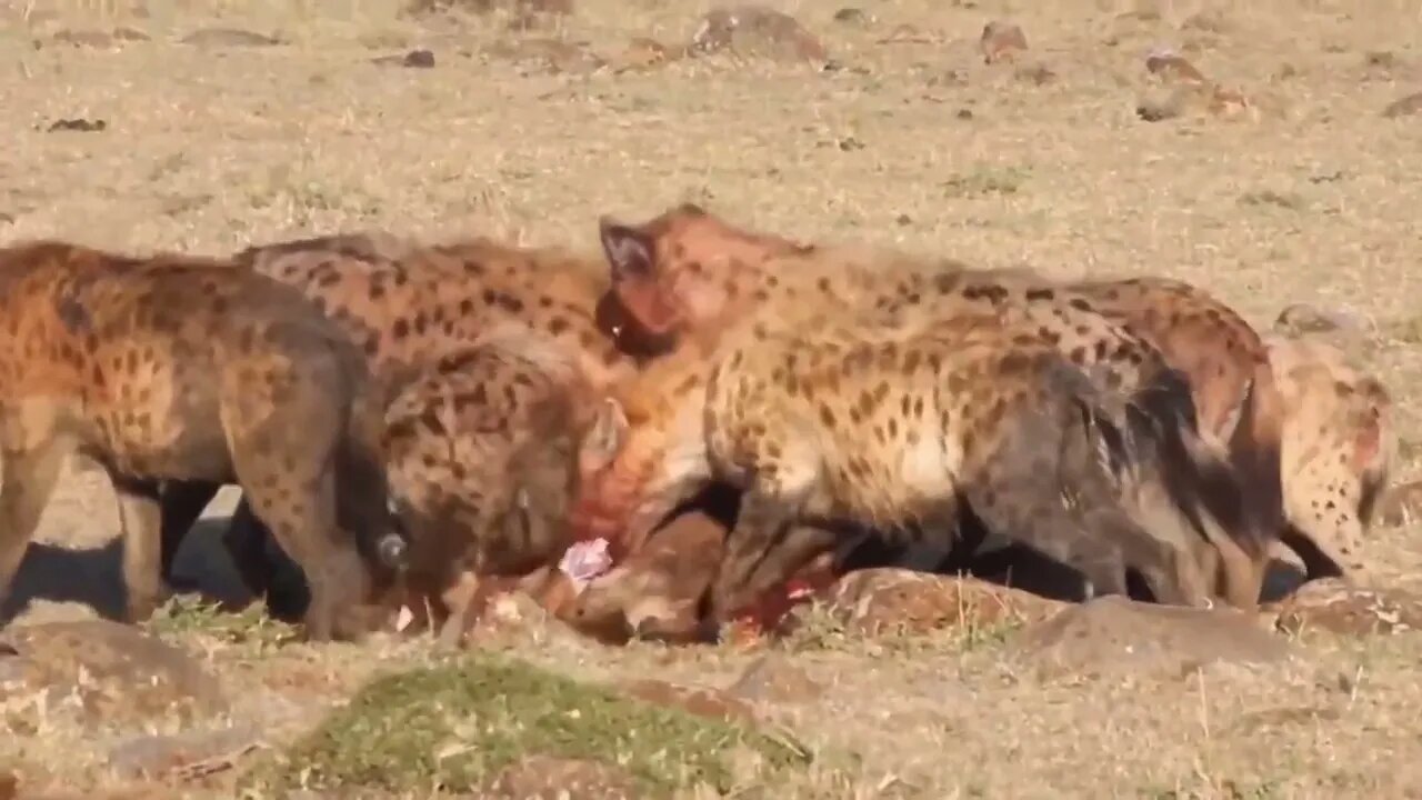 Wildlife Hyena Dangerous Animals | Hyena Eats Live Animal.