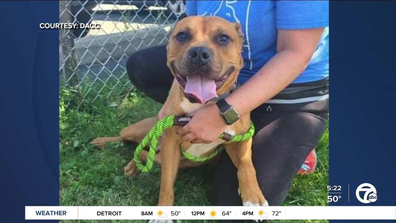 Detroit shelter offering reduced adoption fees to limit overcrowding