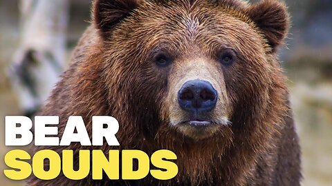 Bear Sounds