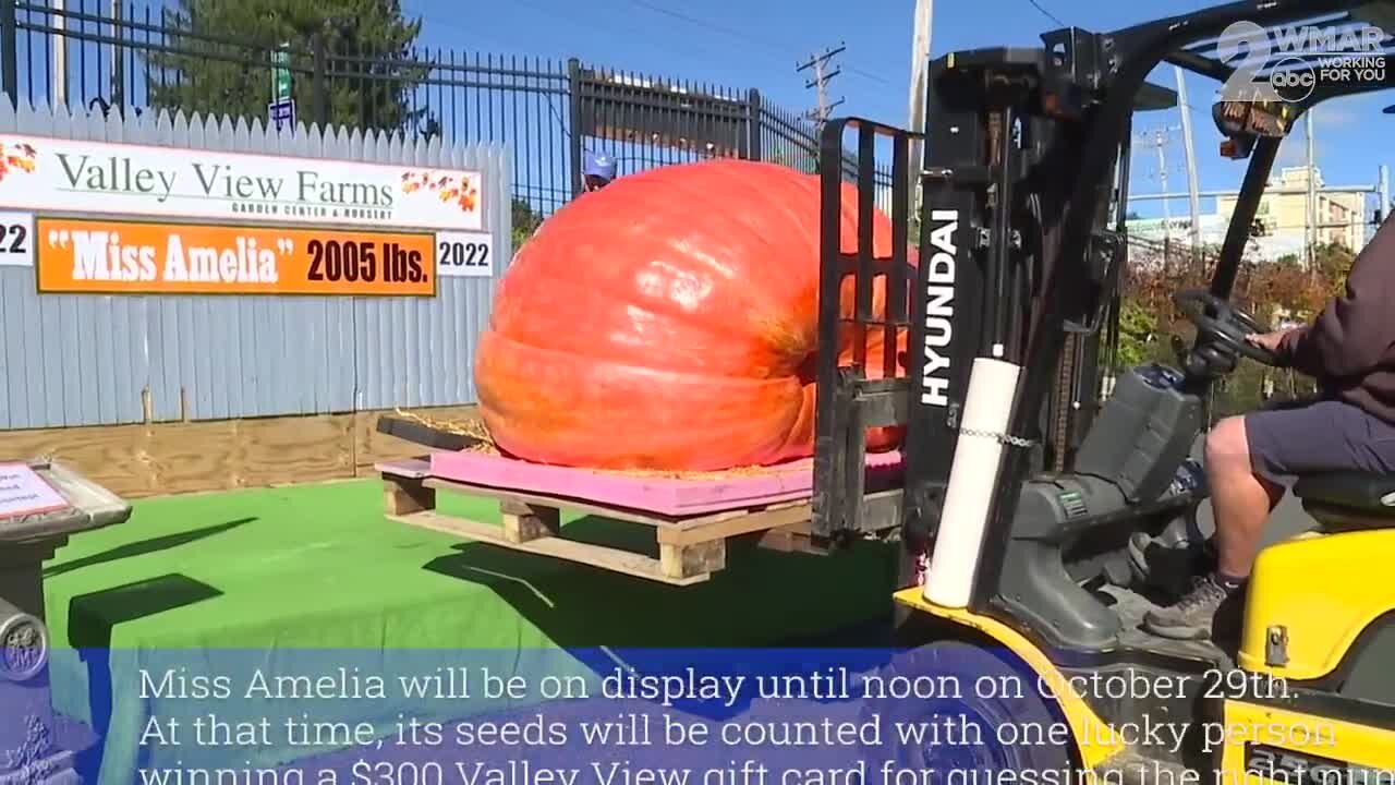 Amelia the 2005 pound pumpkin has arrived at Valley View Farms in Hunt Valley