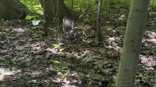 Aggressive squirrel