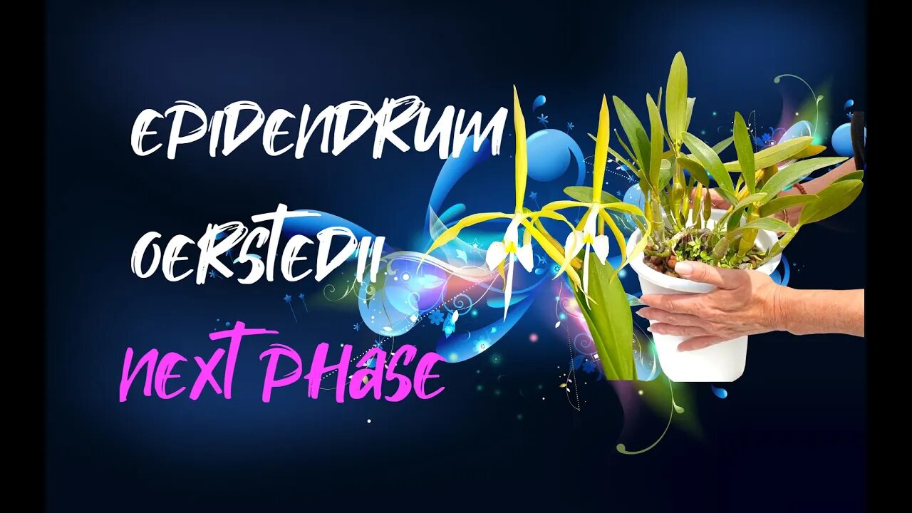 Epidendrum oerstedii | Phase 3 of 4 | New & Improved Pot 🤞🏼