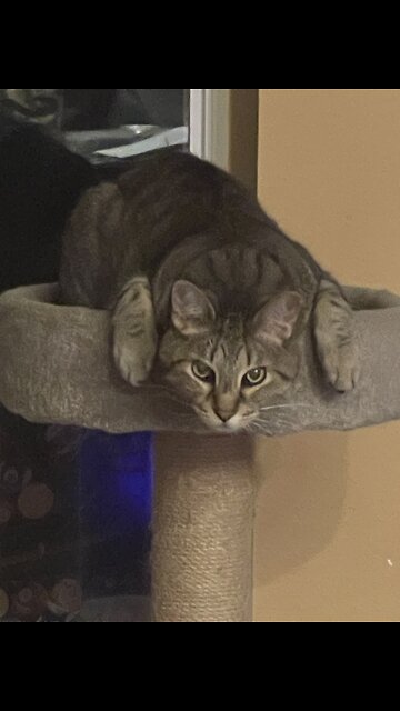 Dexter the cat begs for his treats so dramatic