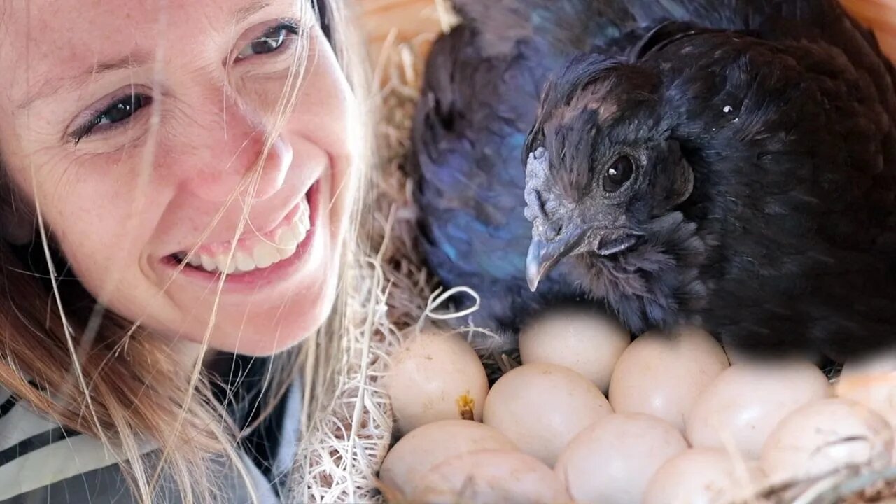 We finally let HER sit on eggs. (The Silkie Hatching Project)