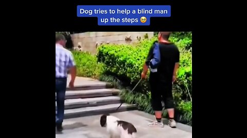 Dog tries to help blind man🙂