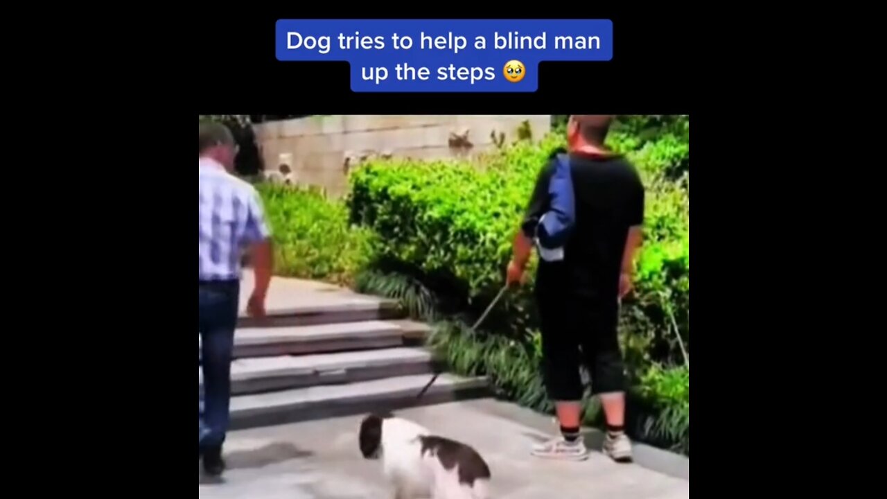 Dog tries to help blind man🙂