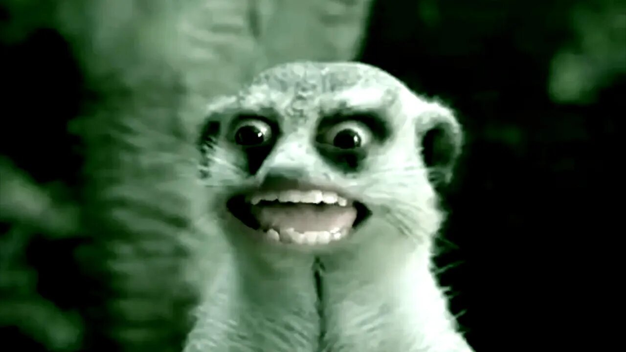 The "We Gettin' Lit" Meerkat - 5 Minutes on Loop