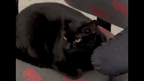 Cute Precious Piper is Bored in an Office Meeting - Adopting a Cat from a Shelter Vlog -