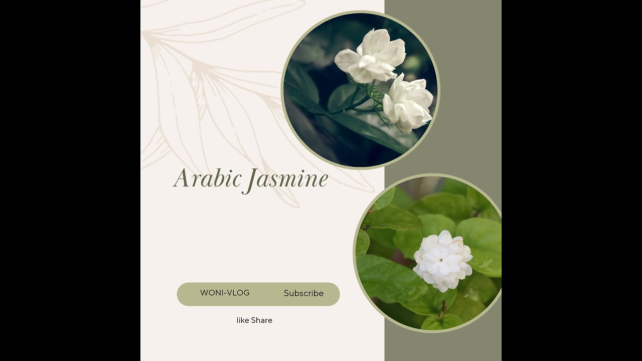 Arabic Jasmine Grow in Pot