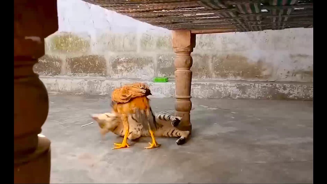 cat 😺- Vs- chicken 🐔