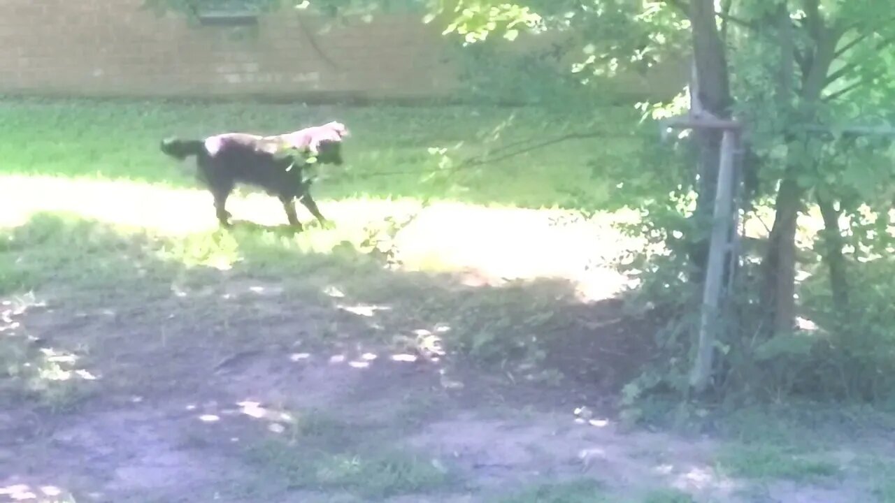 My crackhead dog finds a bird.