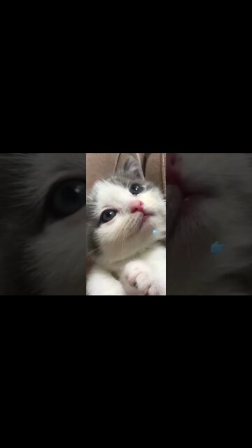 kitty is so cute, cannot stop smiling 😬