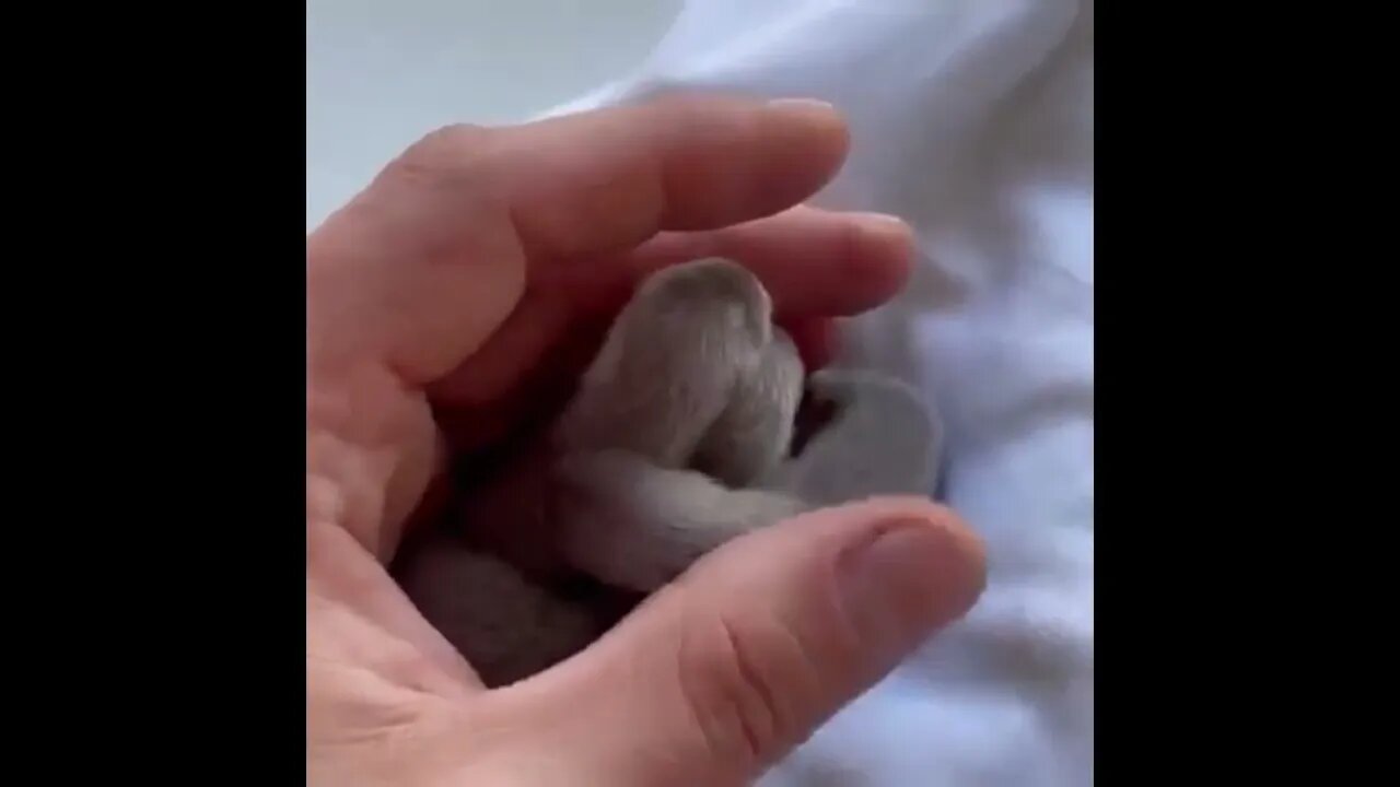 If you've never seen 3 Day old ferrets well here ya go!
