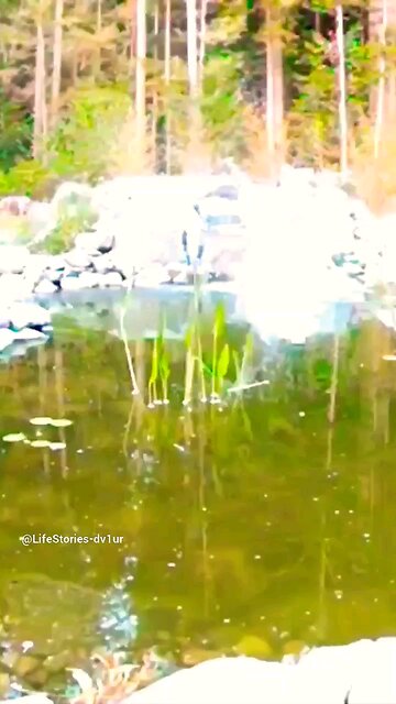 Osprey fishing in my new pond