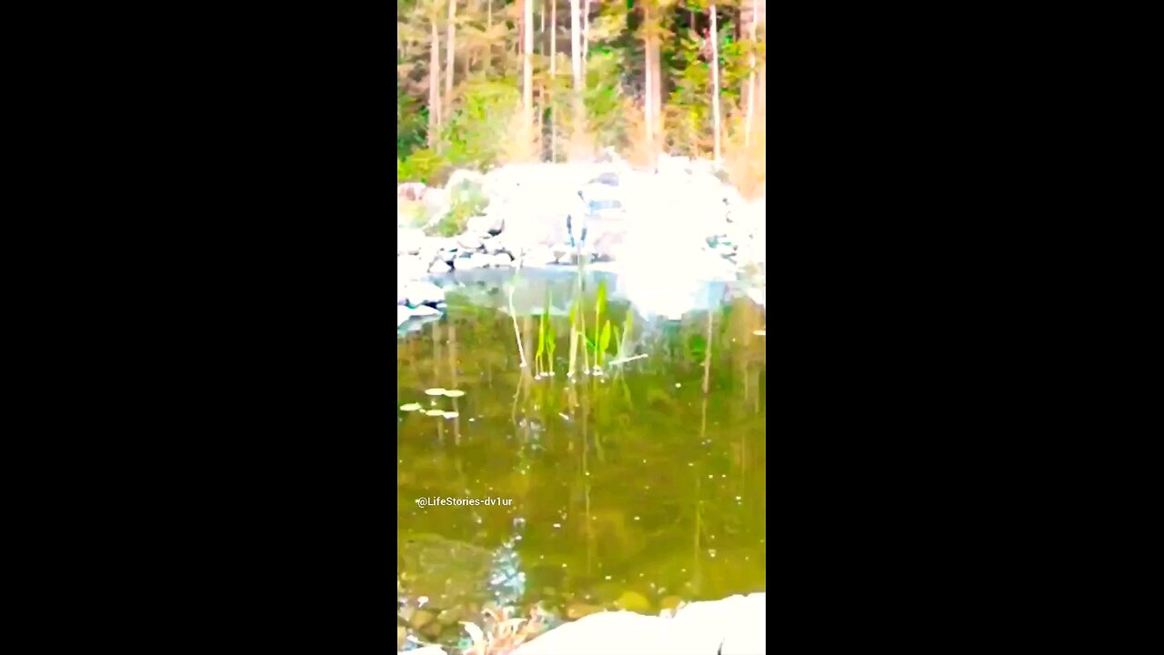 Osprey fishing in my new pond