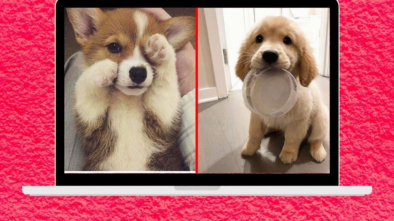 Cute And Funny Pet Videos Compilation #5 ♥ Baby Dog Videos