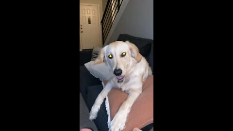 GOLDEN RETRIEVER SPEAKING ENGLISH