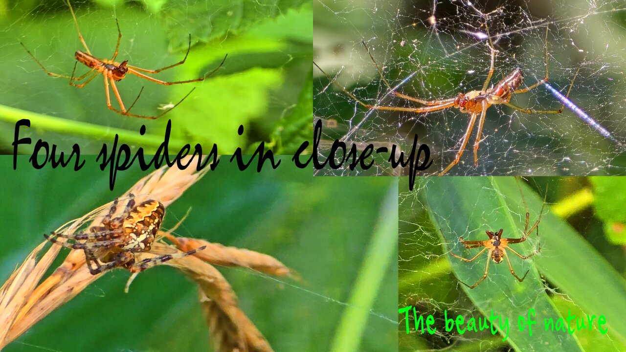 Four spiders in close-up / beautiful arachnids in nature.