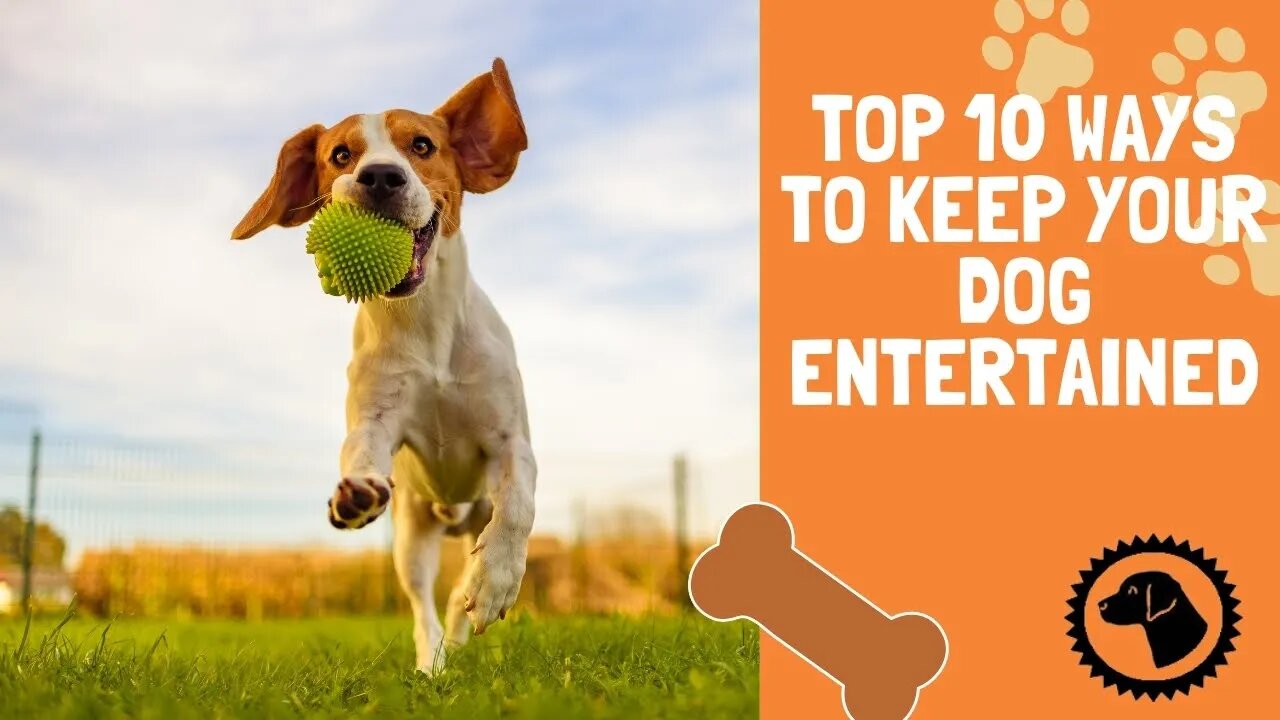 Top 10 Ways to Keep Your Dog Entertained | DOG BLOG 🐶 #BrooklynsCorner