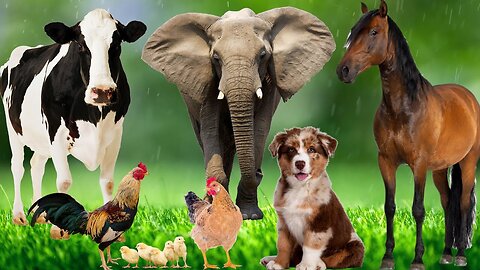 Horse, dog, cat, cow ,elephant sound animal