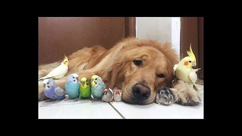 Cute Parrots Videos Compilation cute moment of the animals 2023