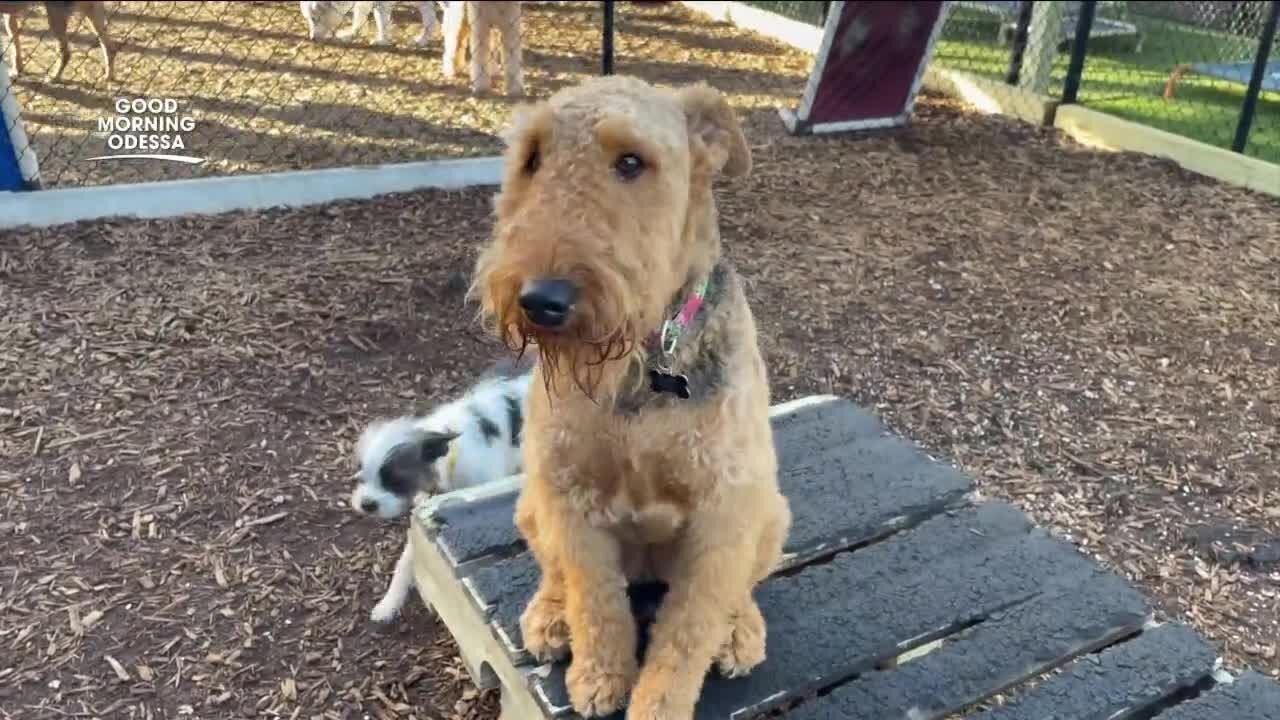 Odessa dog boarding, daycare facility helps provide safe place for rescues