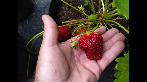 First Strawberry Picking 5/15/23