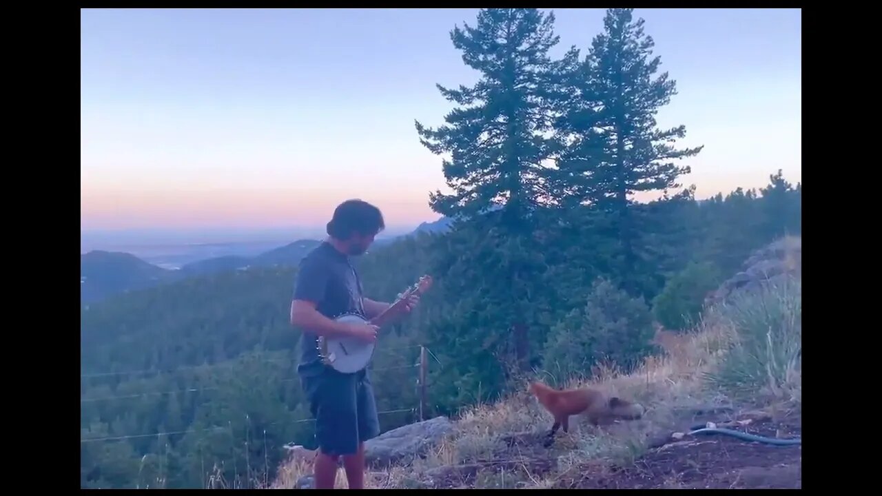 Playing banjo for a wild Fox!