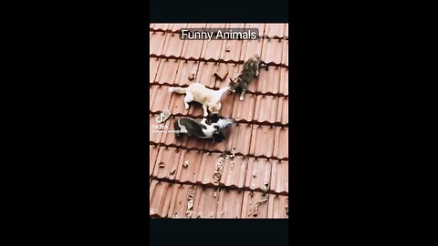 Funny animals
