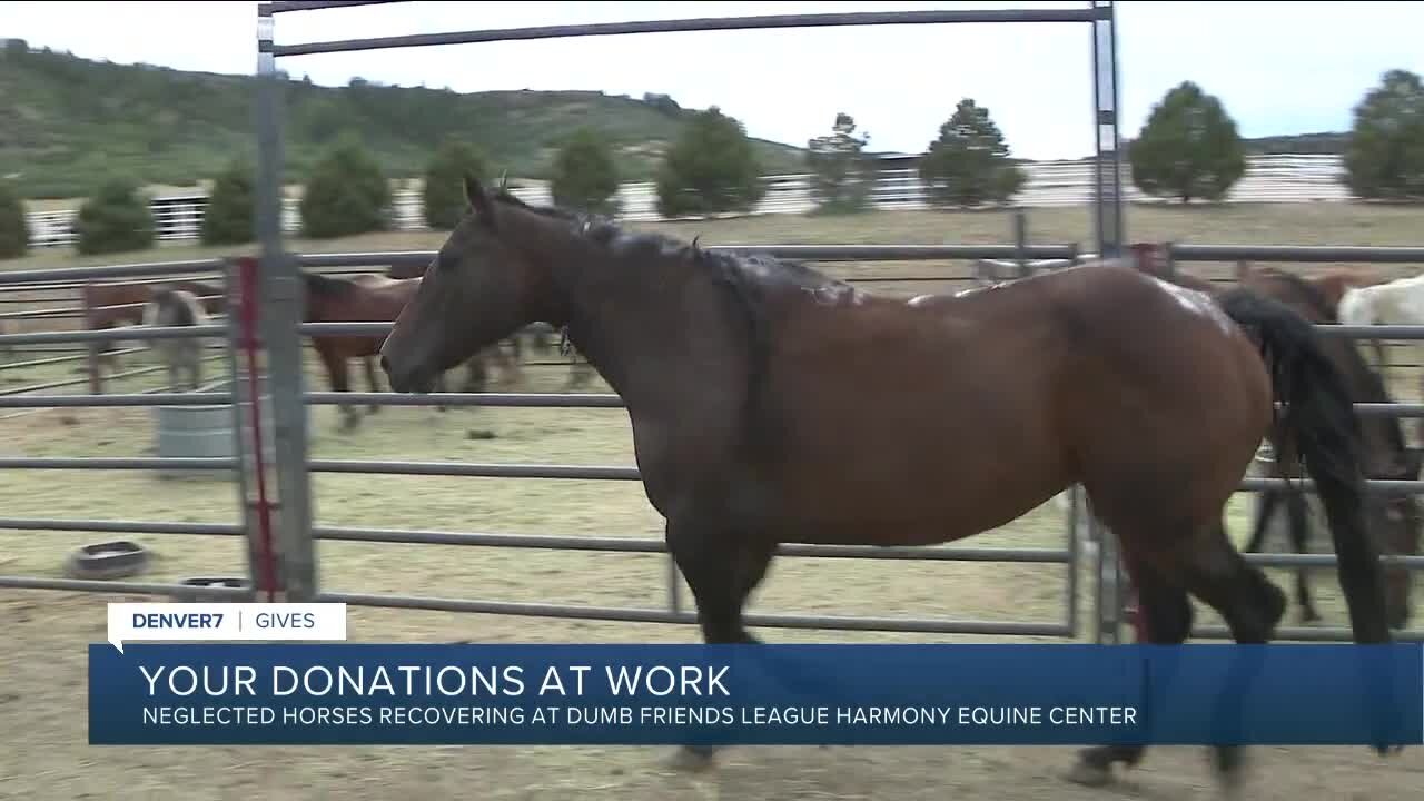 Generous Denver7 viewers donate $11,000 towards veterinary care for 80 neglected horses