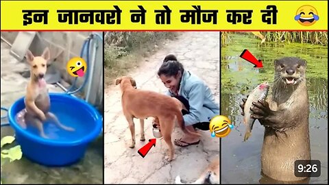 World Best Funniest🤑 Cat vs animal vs Kid 😃 Entertainment Don't Try Laughing 🤣 2024 clips 🫡