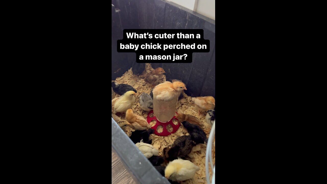 What’s cuter than a baby chick perched on a mason jar?!? 🐣