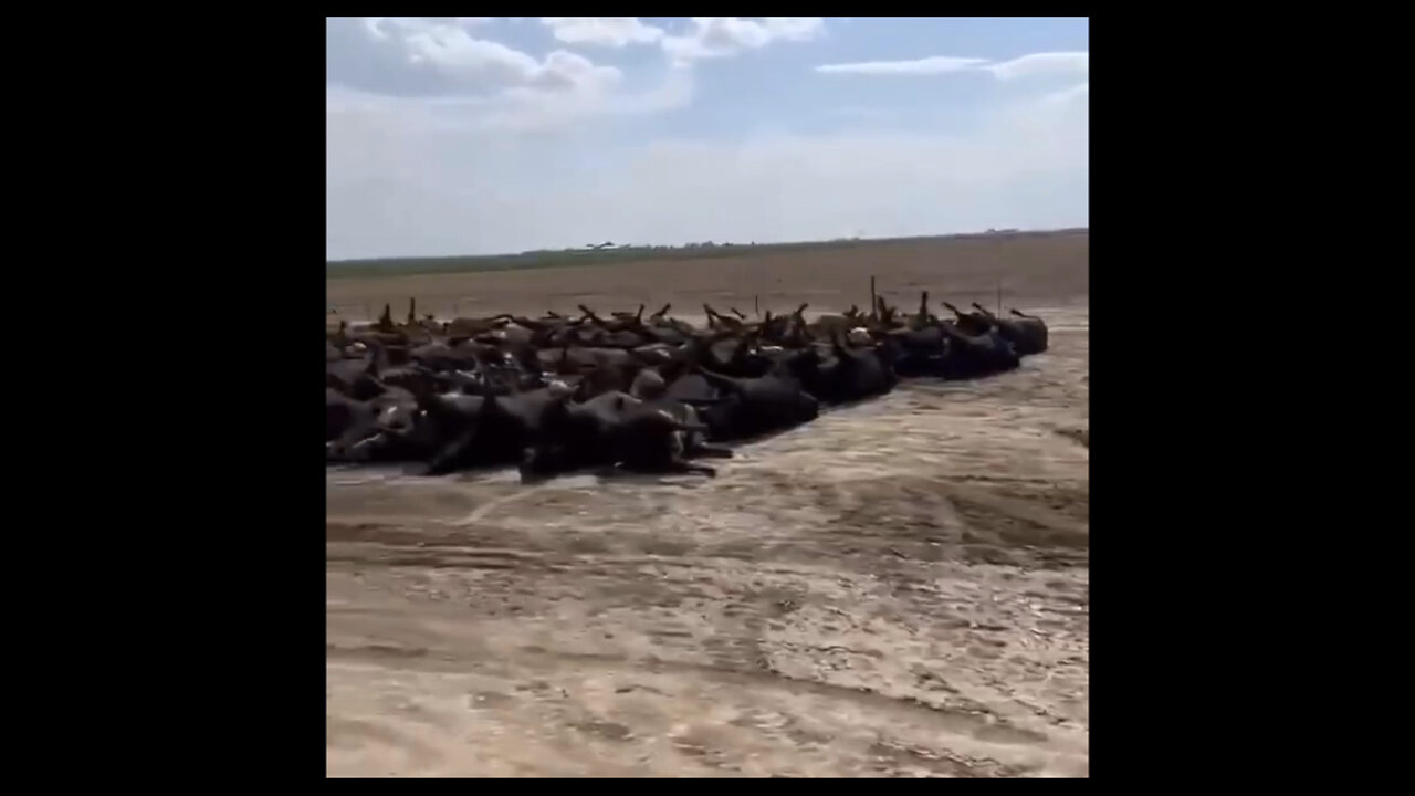⚫️Mysterious Death Of Cattle In Kansas👀