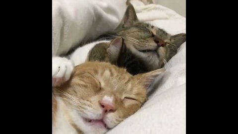 Cuteness Under The Blanket