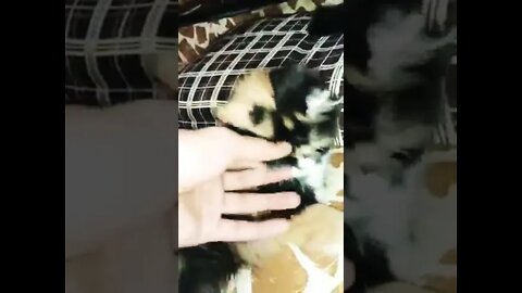 New Born Baby | Persian kittens | Cute Cats Videos 🐈 | By ‎@Persian Cats Zone 🐈