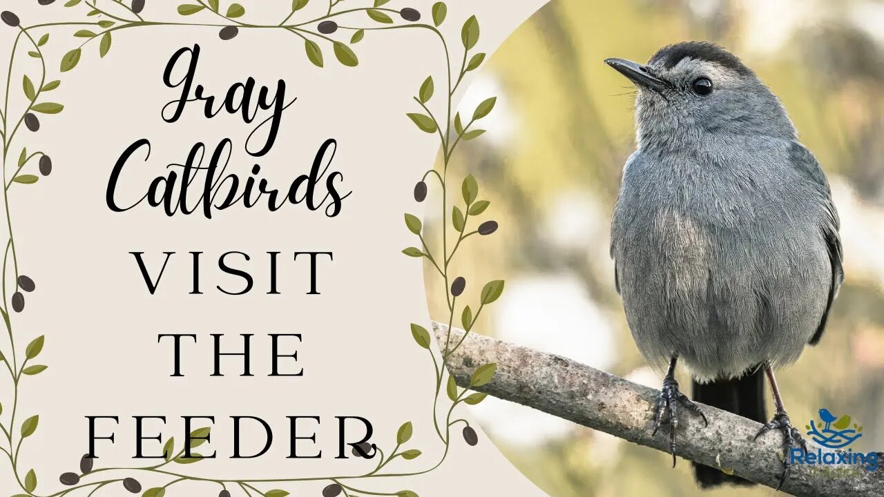 The Catbirds Visit the Feeders
