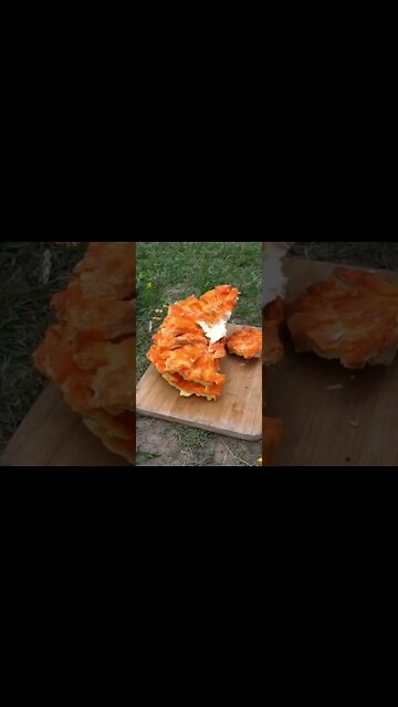 3 Wild Foods You NEED to Know for Survival! Bushcraft Skills