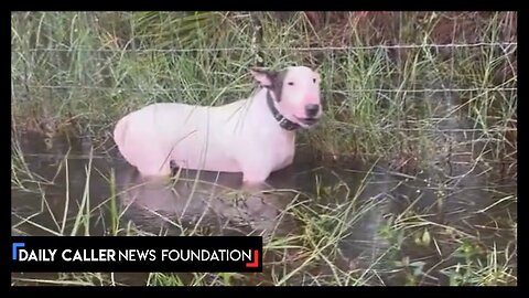 Man Who Tied Dog To Fence During Hurricane ARRESTED