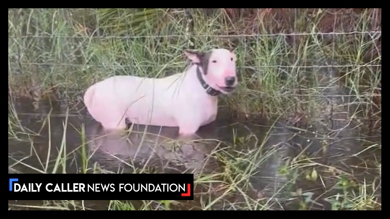 Man Who Tied Dog To Fence During Hurricane ARRESTED