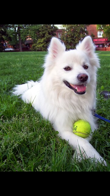 Funny dog ​​video Watch what happens to the dog