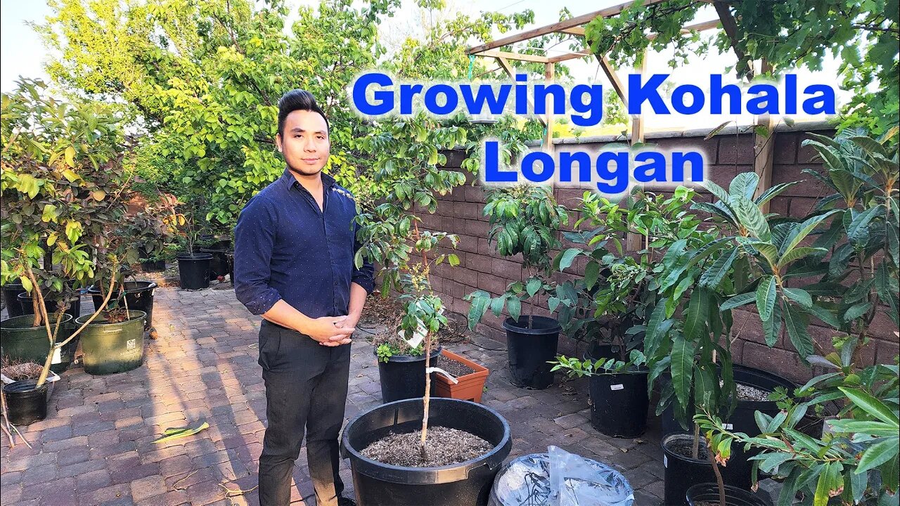 5 Secrets to grow Kohala Longan (Trồng nhãn) GreenMangoes