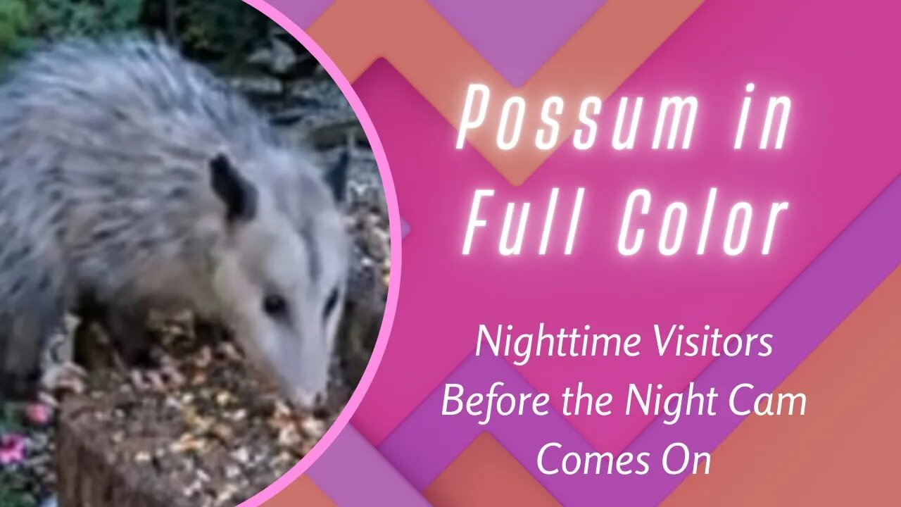 Nighttime Visitors in FULL COLOR Before Night Cam Comes On (With Special Guests at the End)