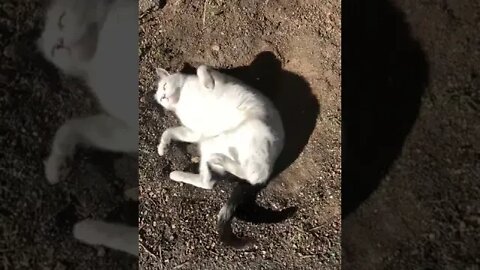 Cat just loves rolling around in the dirt