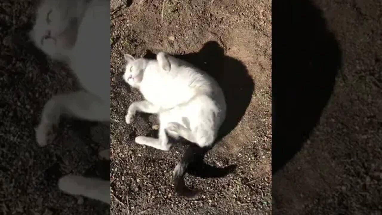 Cat just loves rolling around in the dirt